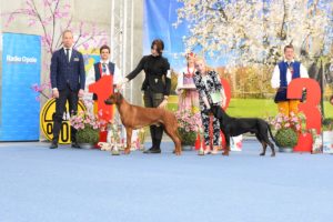 GAJOWY Gończa Radość FCI - Opole 2019