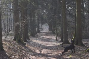 GAJOWY Gończa Radość FCI