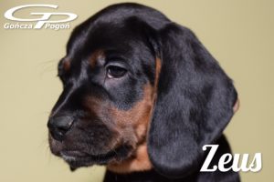 Zeus_09.01.2019