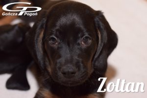 Zoltan 04.01.2019